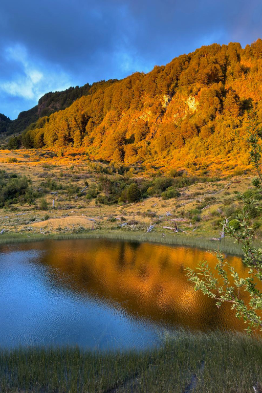 A hillside covered in Golden Trees reflected in a small pond