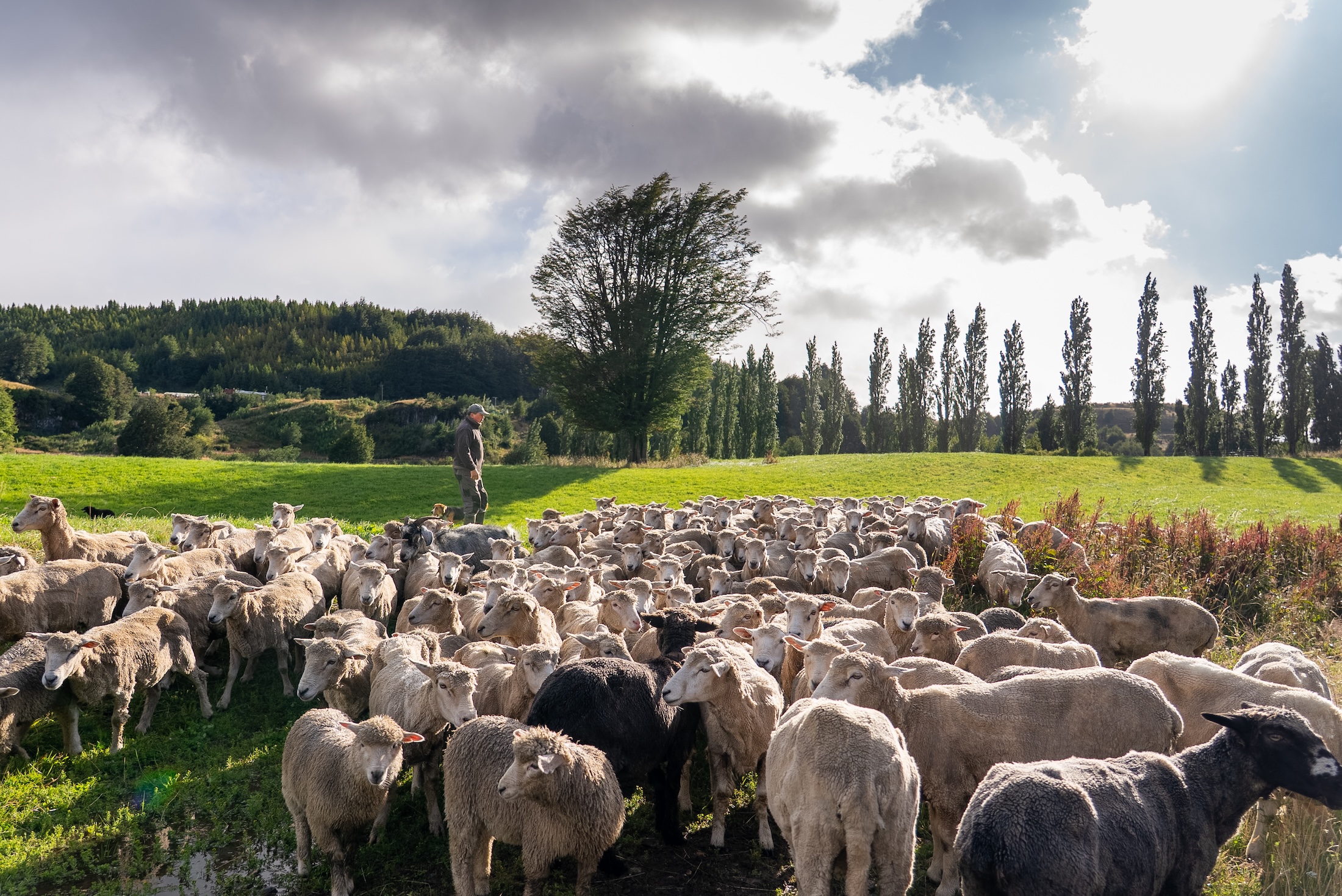 A man walks behind a flock of sheep