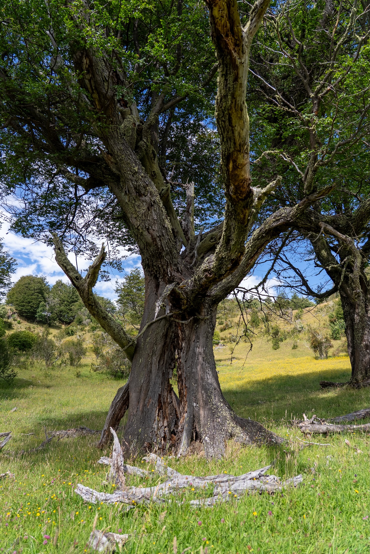 A rainbow arcs into a green valley; a wooden fence stands in the foreground