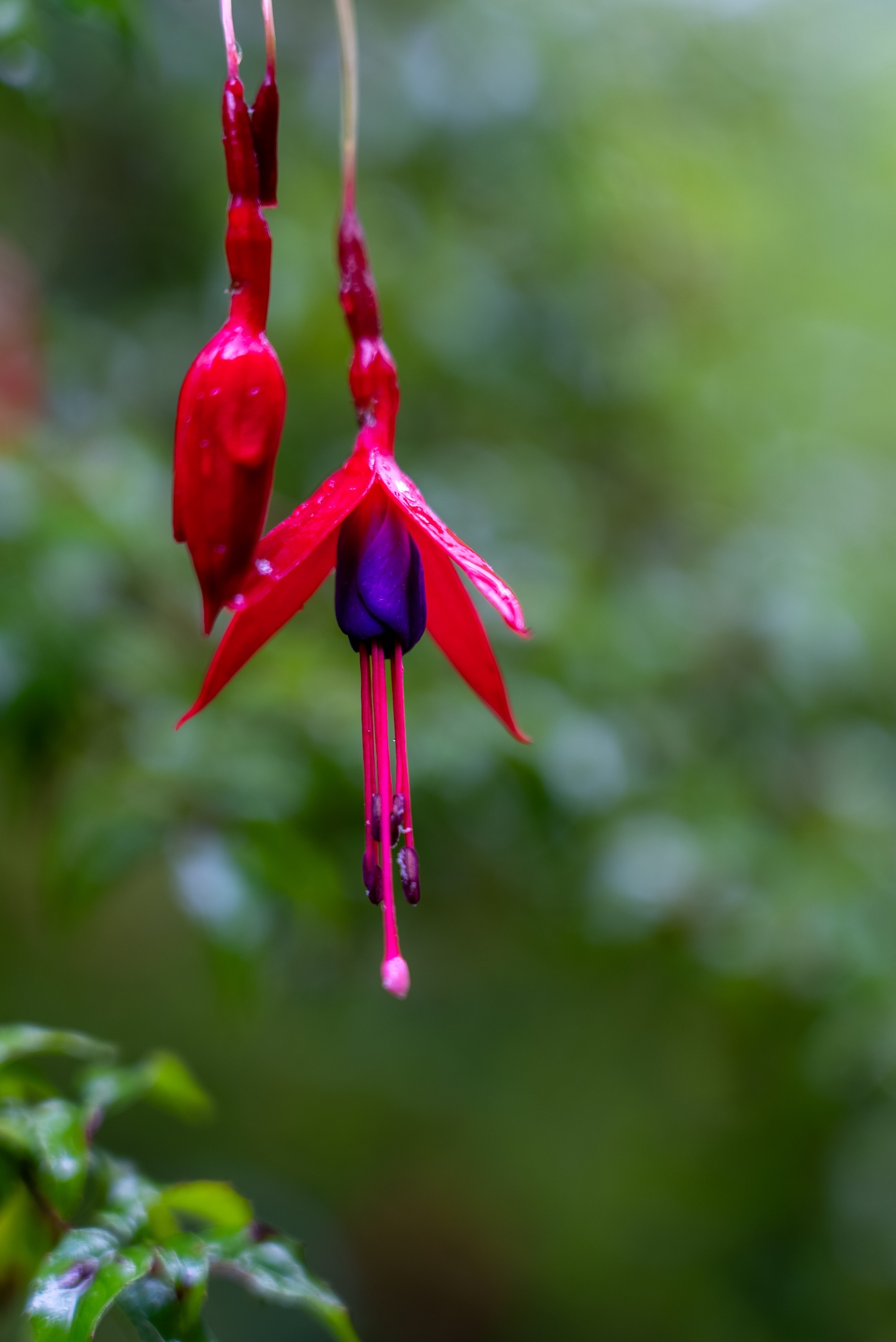 Mist drifts across the mountainside in a moody landscape shot
