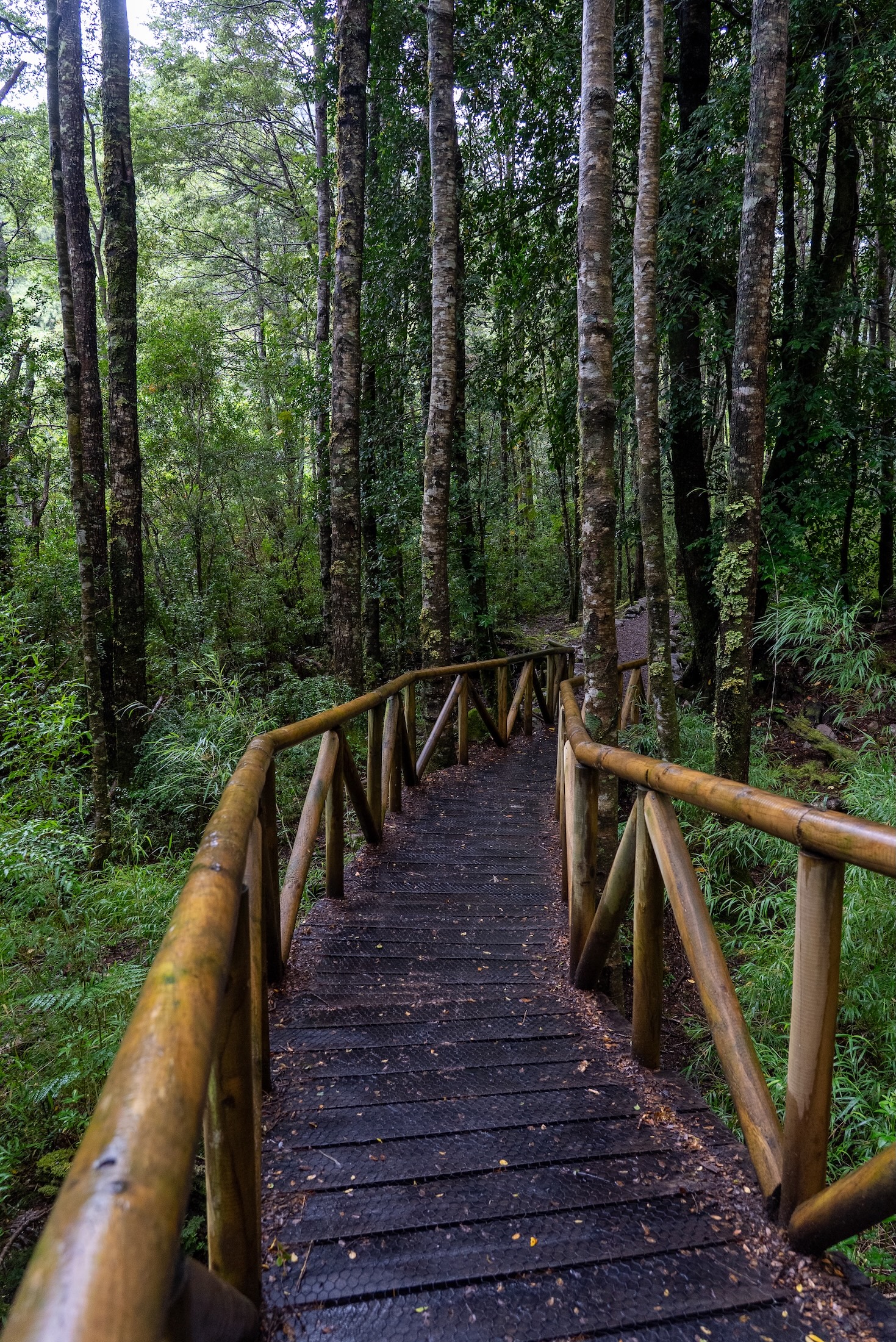 A wooden boardwalk with railing leads into a deep green forest