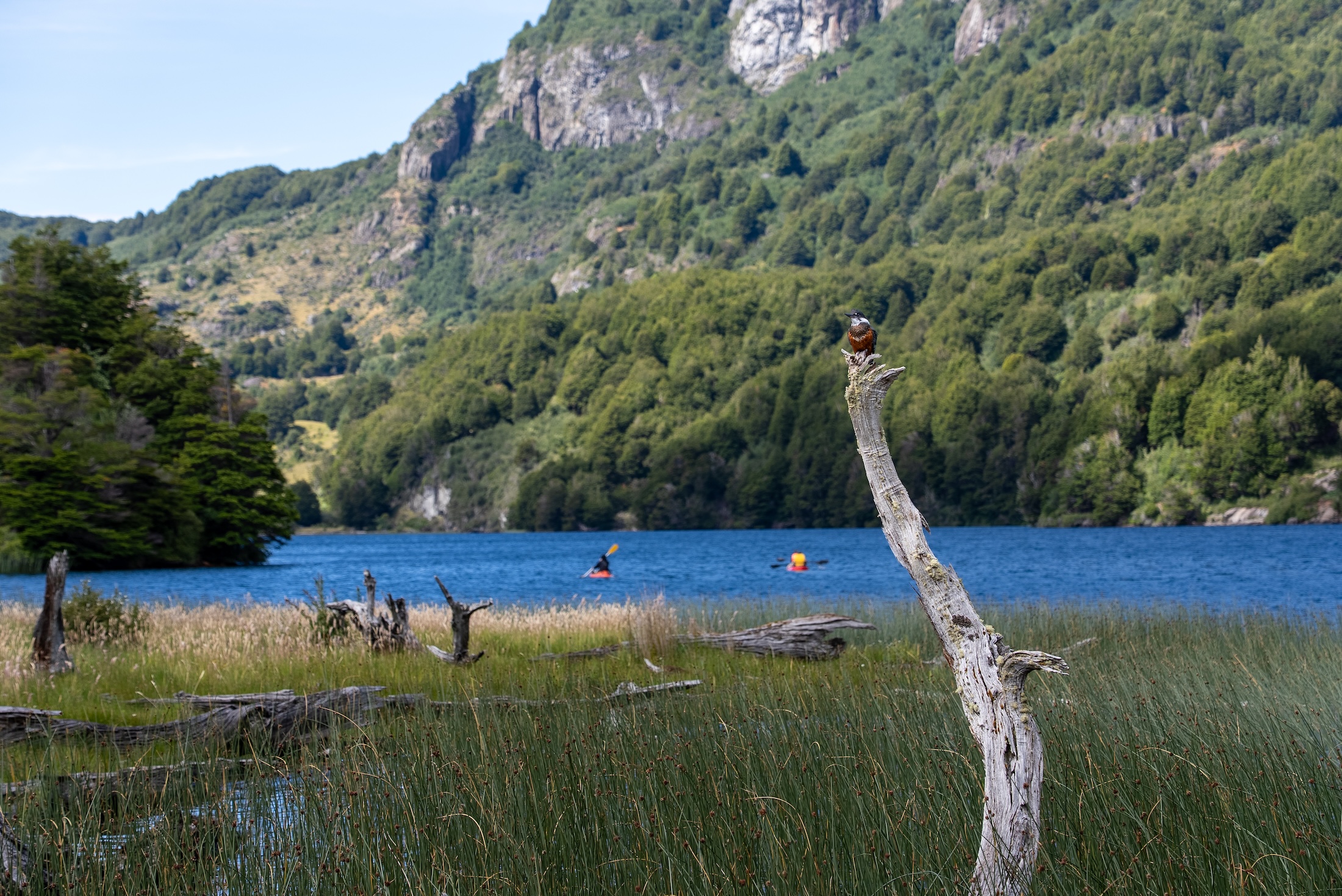 A bird perched on a piece of driftwood in the foreground, mountains and a river with a kayaker on it in the background